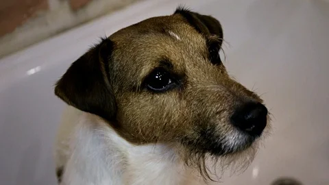 Jack Russell at home Stock Footage 86114719