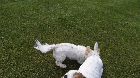 Jack Russell jumping high towards camera with Yorkshire Terrier behind Stock Footage 90362834