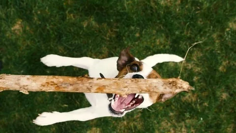 Jack russell jumping on stick Video stock 74762116
