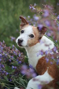 Jack Russell in lavender patch Stock Photos