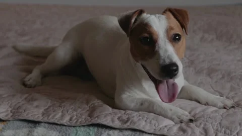 Jack Russell laying on the bed Stock Footage 135584487