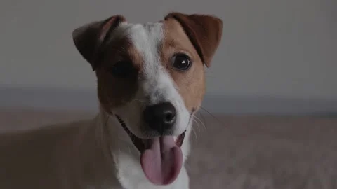 Jack Russell looking at the camera clean shot Stock Footage