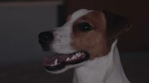 Jack Russell looking at camera closeup Stock Footage 135584638
