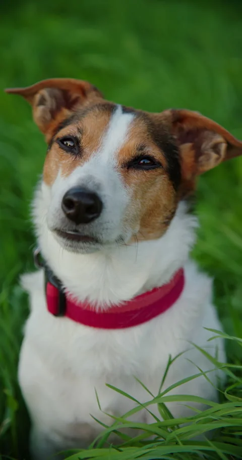 Jack Russell looking at camera Stock Footage 317014753