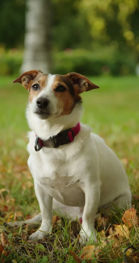 Jack Russell looking at camera Stock Footage 317014806