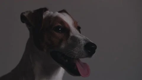 Jack Russell looking at the camera white dog looking at the camera Stock Footage 135584633