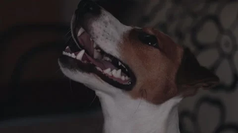 Jack Russell looking up Stock Footage 135584947