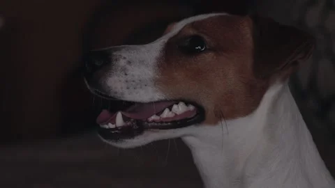 Jack Russell looking at the owner Stock Footage 135584888