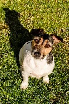 Jack Russell looking upwards Stock Photos