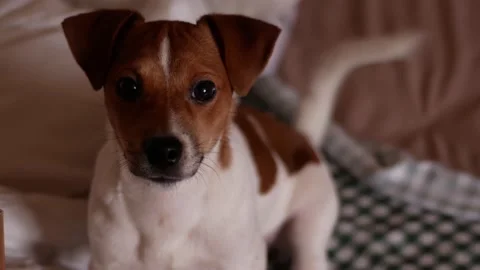 Jack russell looks in the camera and wags his tail Video stock 167993431
