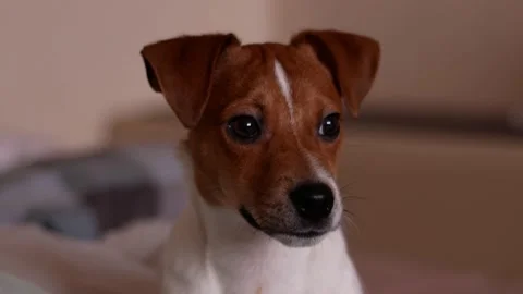 Jack russell looks at the camera and around Video stock 167993442