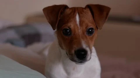 Jack Russell looks at the camera Video stock 167993437