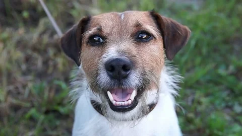 Jack Russell in nature Stock Footage 79788038