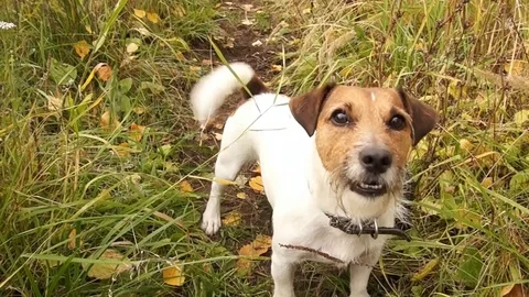 Jack Russell in nature Stock Footage 81184594