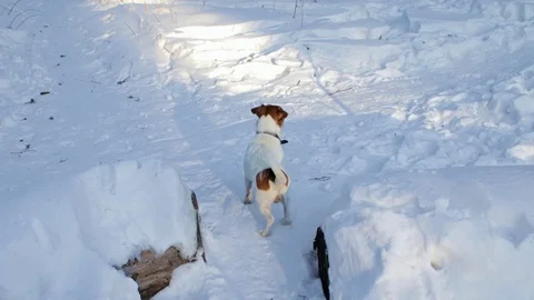 Jack Russell in nature Stock Footage 86114476