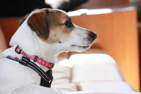 Jack Russell 写真素材