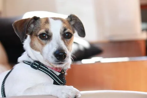 Jack Russell 写真素材