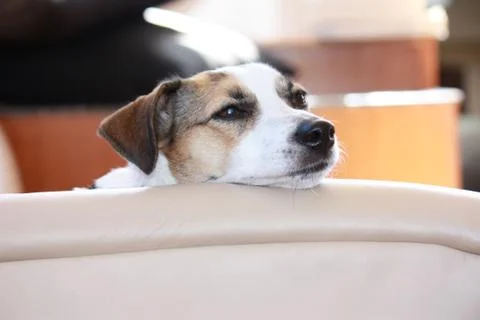 Jack Russell 写真素材