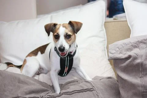 Jack Russell 写真素材