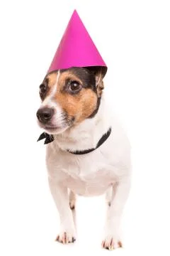 Jack Russell Stock Photos