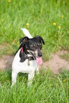 Jack russell Stock Photos