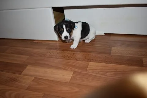 Jack Russell Photos