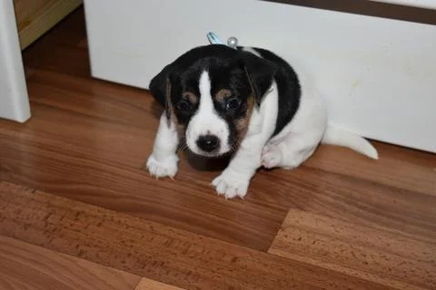 Jack Russell Stock Photos