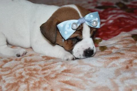 Jack Russell Photos