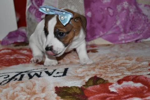 Jack Russell Stock Photos