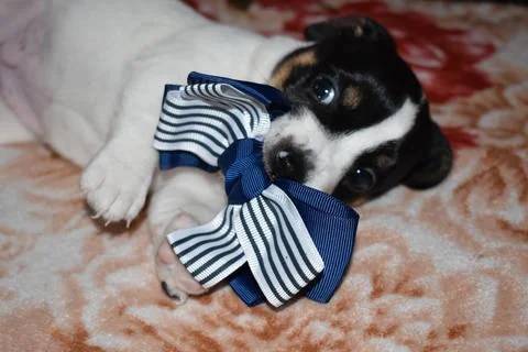Jack Russell Photos