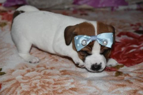 Jack Russell Photos
