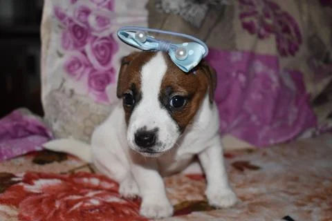 Jack Russell Stock Photos