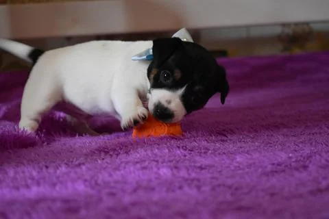 Jack Russell Stock Photos