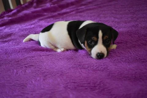 Jack Russell Stock Photos