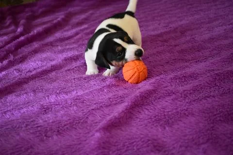 Jack Russell Photos
