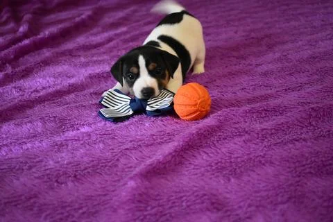 Jack Russell Stock Photos