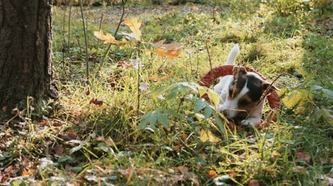 Jack Russell play with orange puller Stock Footage 68952345