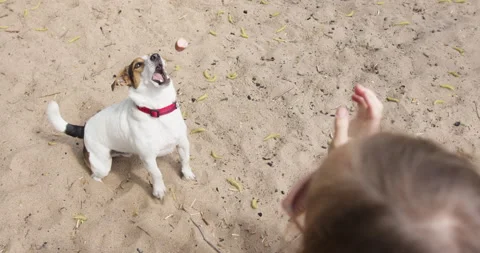 Jack russell play with sand Stock Footage 142222854