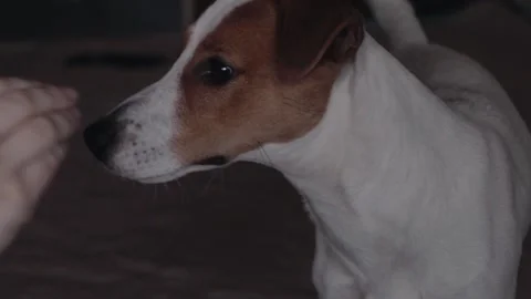 Jack Russell playing on bed small white dog Stock Footage 135585141