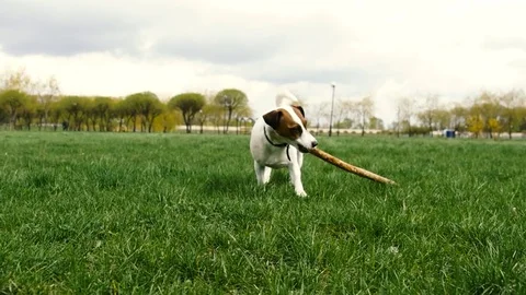 Jack russell playing with stick Stock Footage 74761822