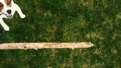 Jack Russell playing with stick Stock Footage 74762128