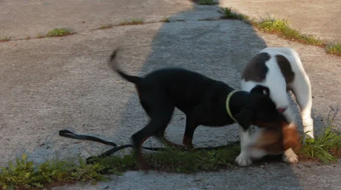 Jack Russell plays Stock Footage 24276022