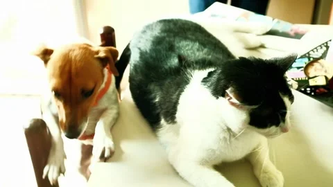 A Jack Russell puppy affectionately licks a black and white cat Stock Footage 335959692