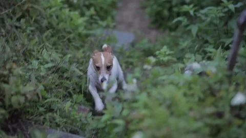 Jack Russell With Red Collar Running Through Grass Up Steps Stock Footage