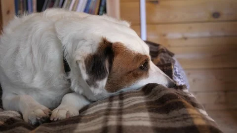 Jack Russell resting on the bed Stock Footage 275571273