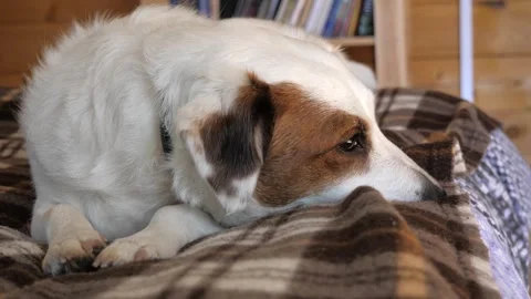 Jack Russell resting on the bed Stock Footage 275571279