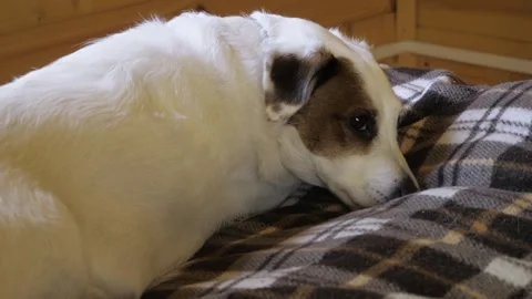Jack Russell resting on the bed Stock Footage 275571346