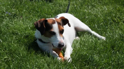 Jack Russell resting 動画素材 23031395
