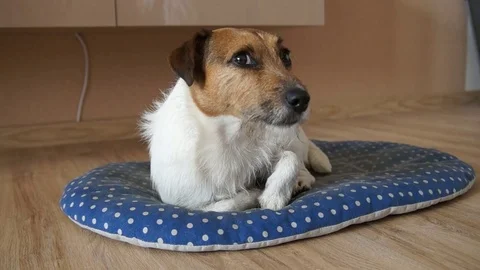 Jack Russell is resting at home Stock Footage 77599345