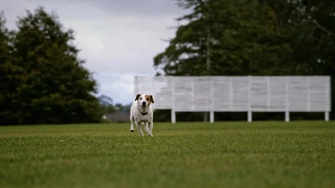 Jack Russell running through field super slow motion Vídeos de archivo 90356290
